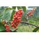 Guarana BIO, prášek 