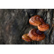 Reishi Tincture BIO