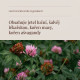 Menopause, kapsle