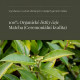 Matcha ceremoniálna BIO, prášok