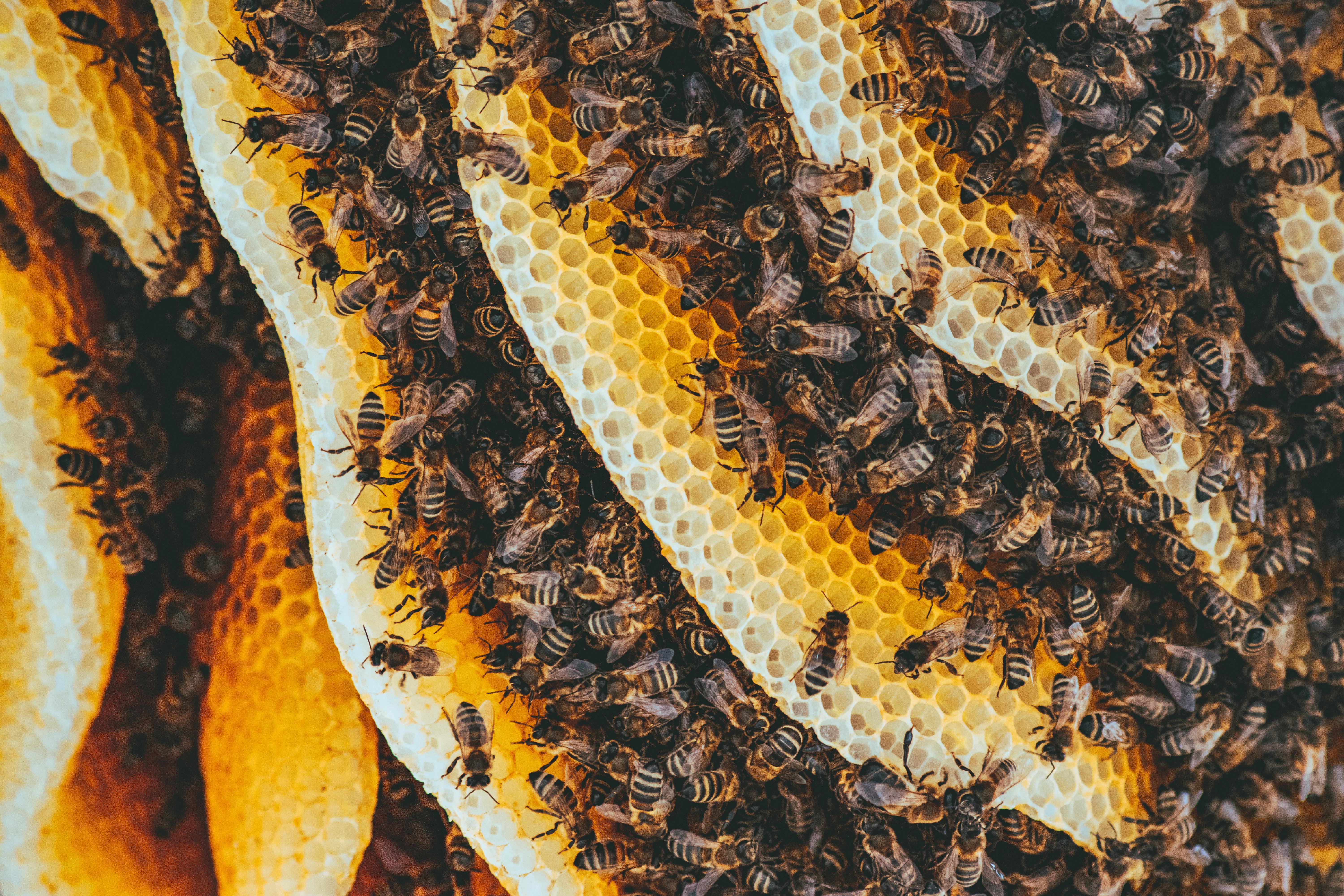 Včelí pyl