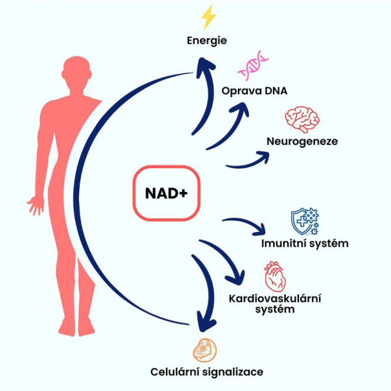 NAD+ k čemu v těle slouží