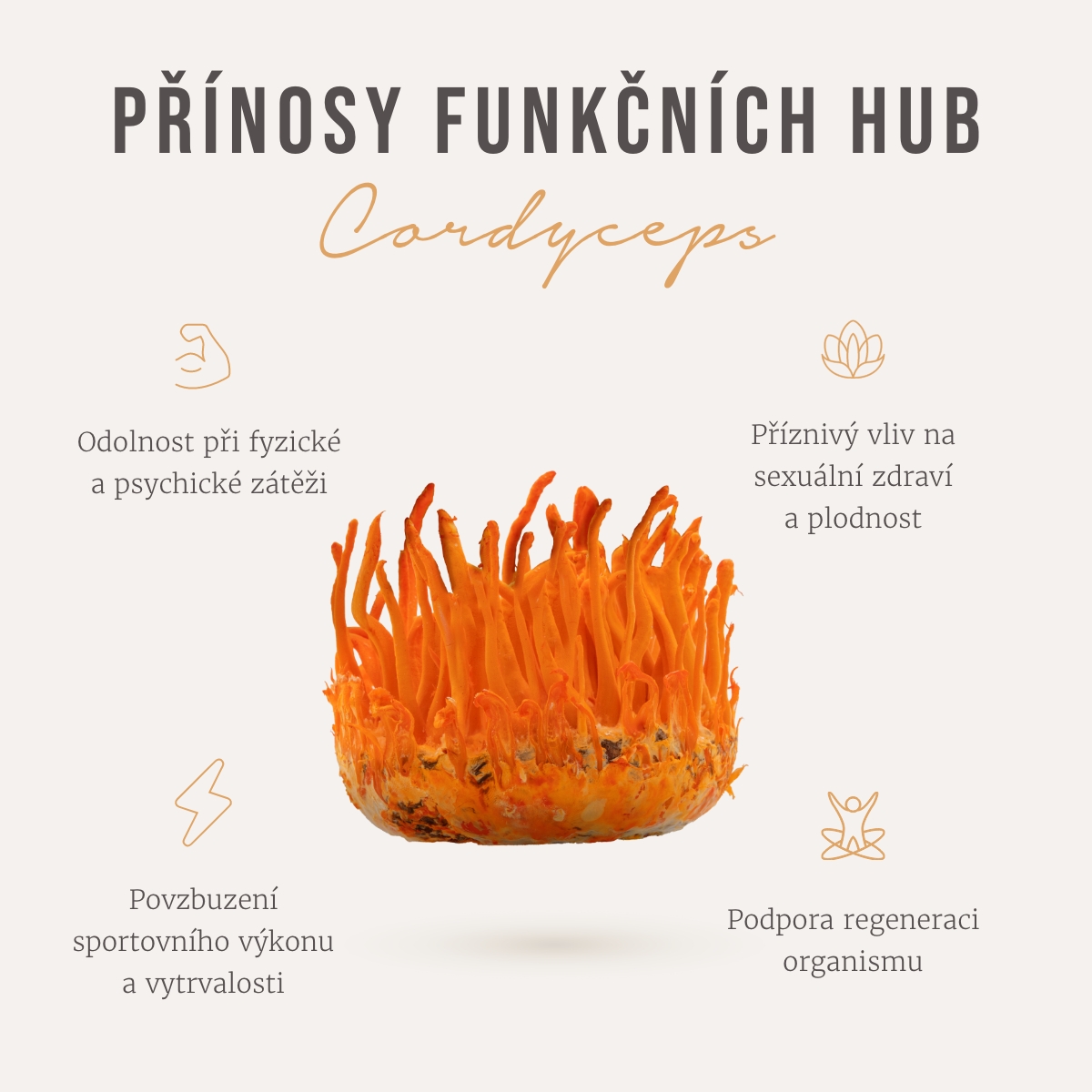 Cordyceps, funčkční houba pro podporu síly a vytrvalosti
